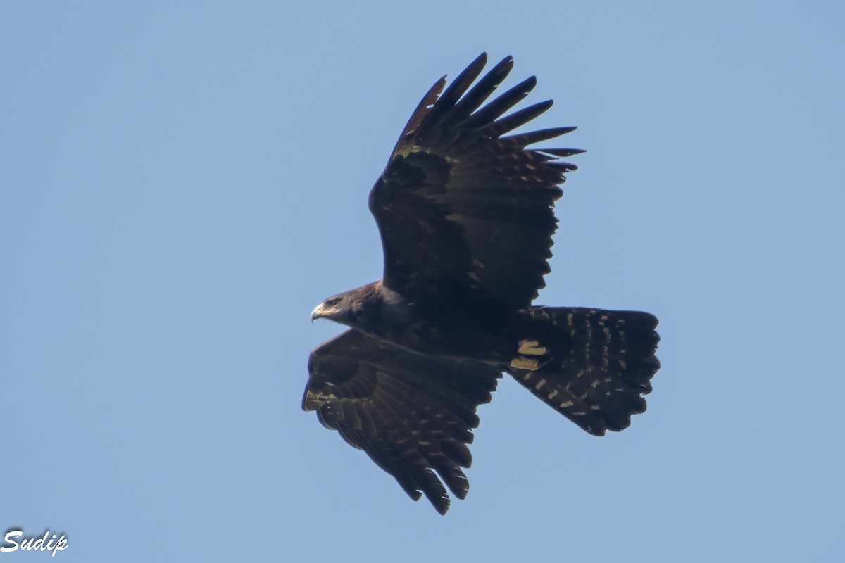 Black Eagle - ML632498847