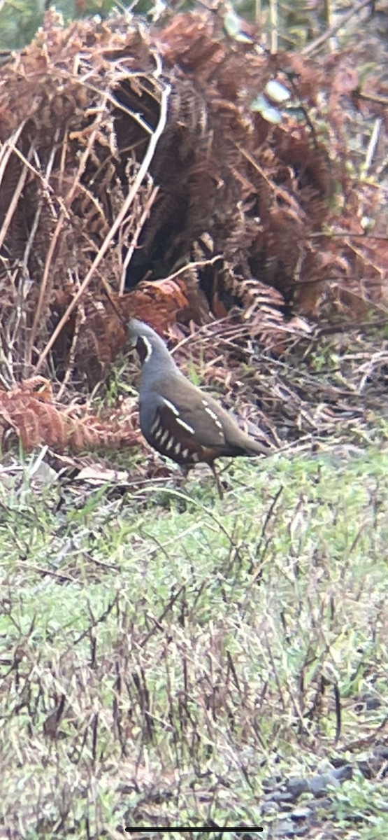 Mountain Quail - ML632498898