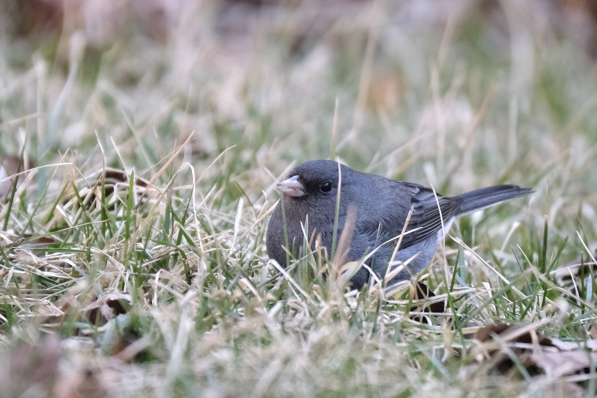 Dark-eyed Junco - ML632498922