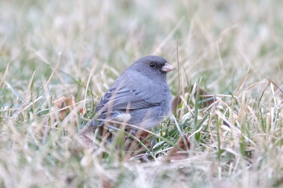 Dark-eyed Junco - ML632498924