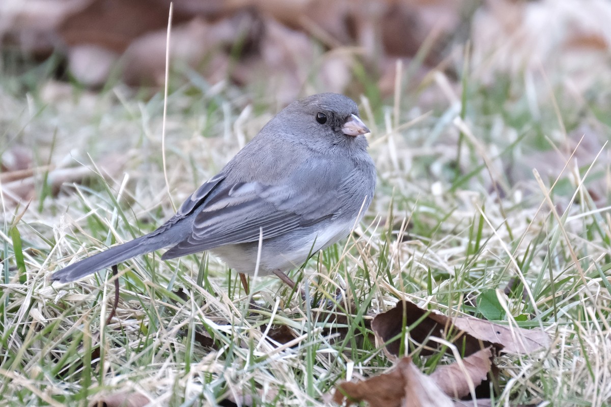 Dark-eyed Junco - ML632498925