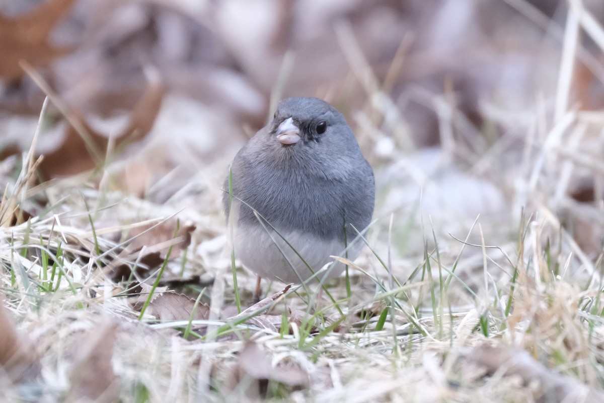 Dark-eyed Junco - ML632498926