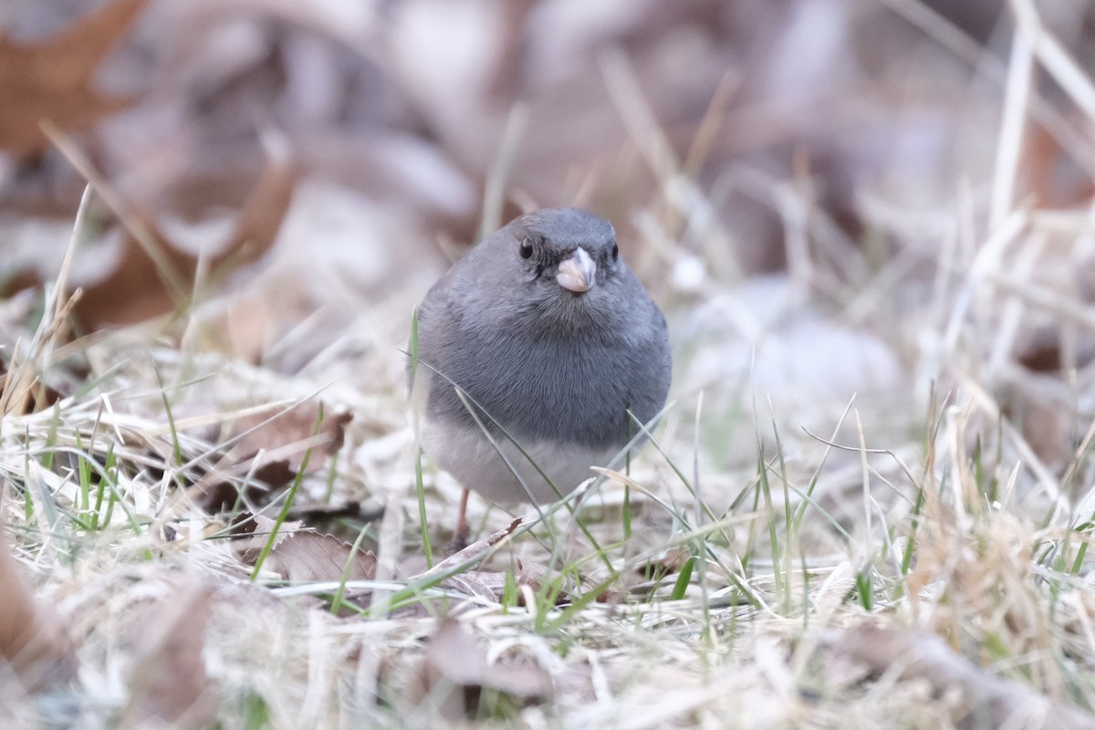 Dark-eyed Junco - ML632498927