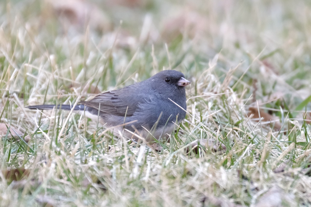 Dark-eyed Junco - ML632498928