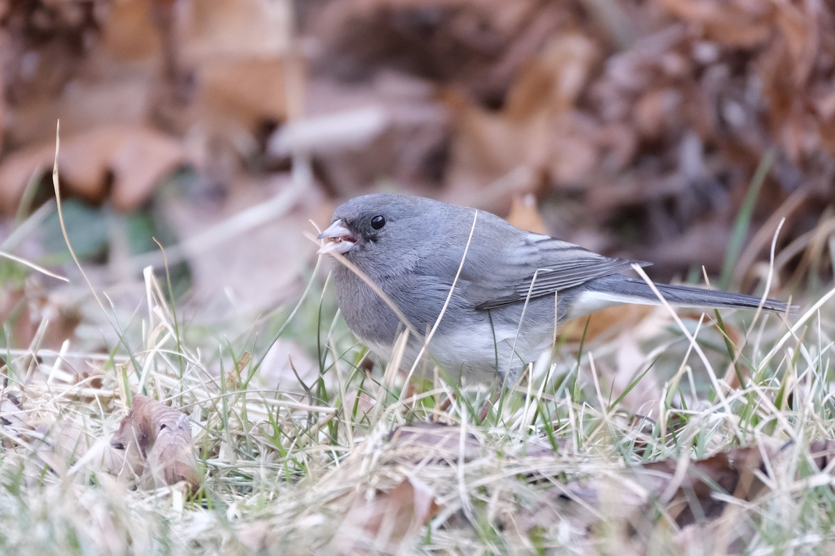 Dark-eyed Junco - ML632498929