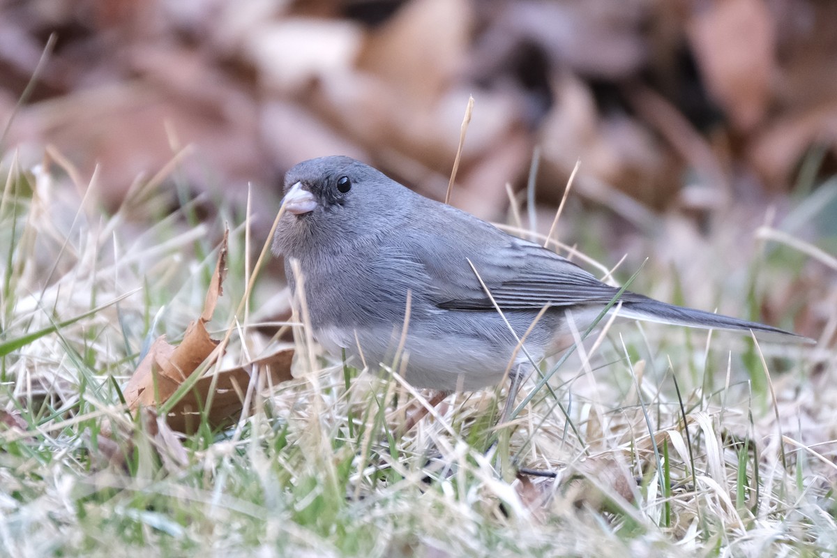 Dark-eyed Junco - ML632498930