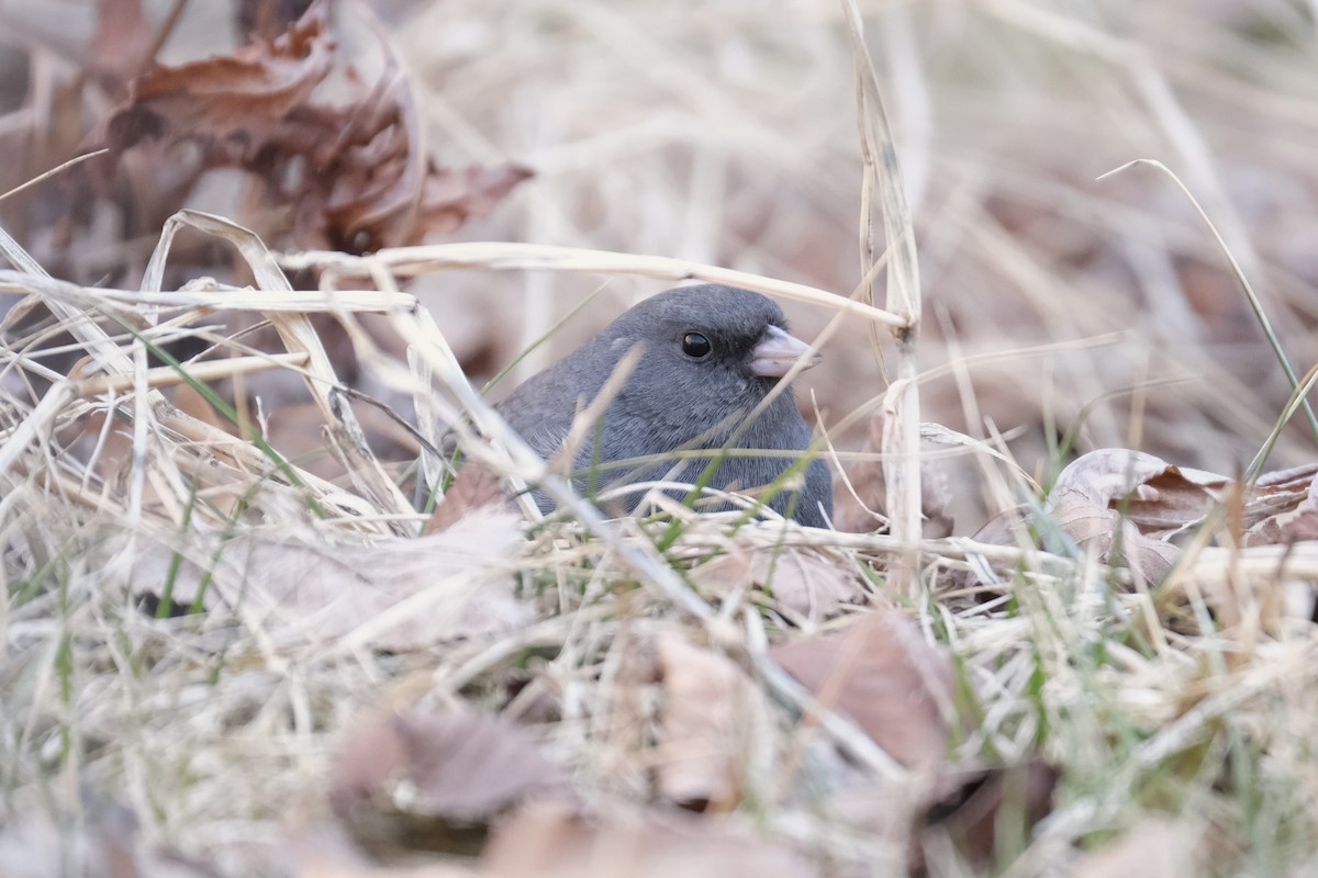 Dark-eyed Junco - ML632498931