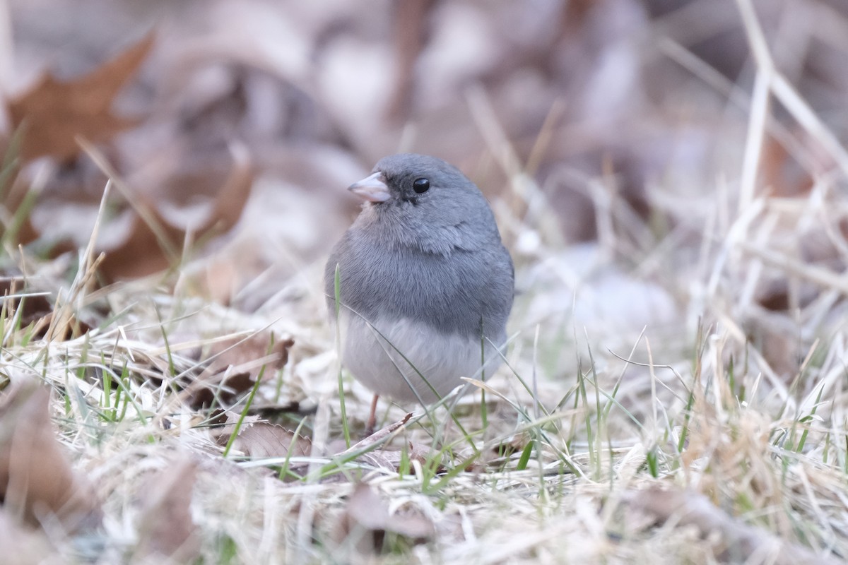 Dark-eyed Junco - ML632498932
