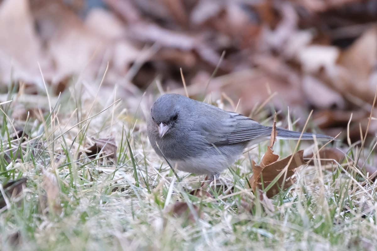 Dark-eyed Junco - ML632498933