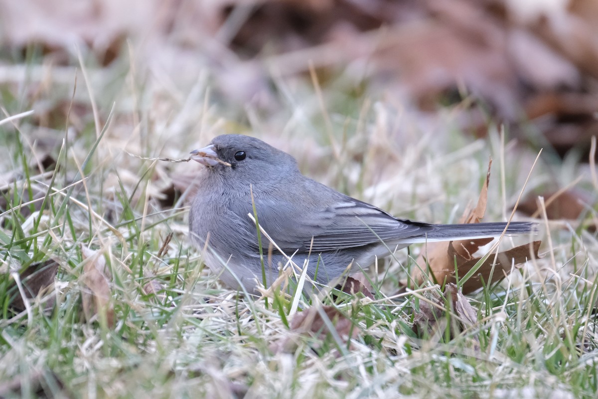 Dark-eyed Junco - ML632498934