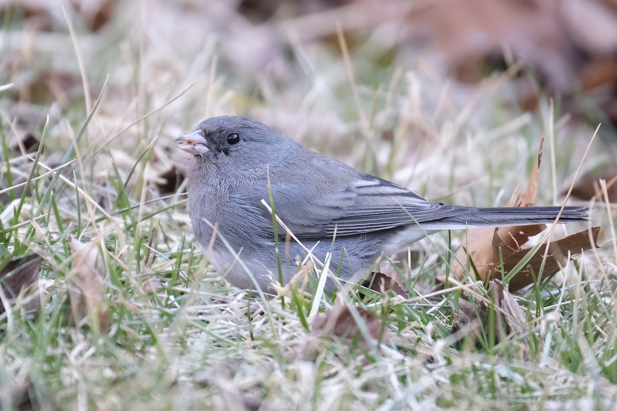 Dark-eyed Junco - ML632498935