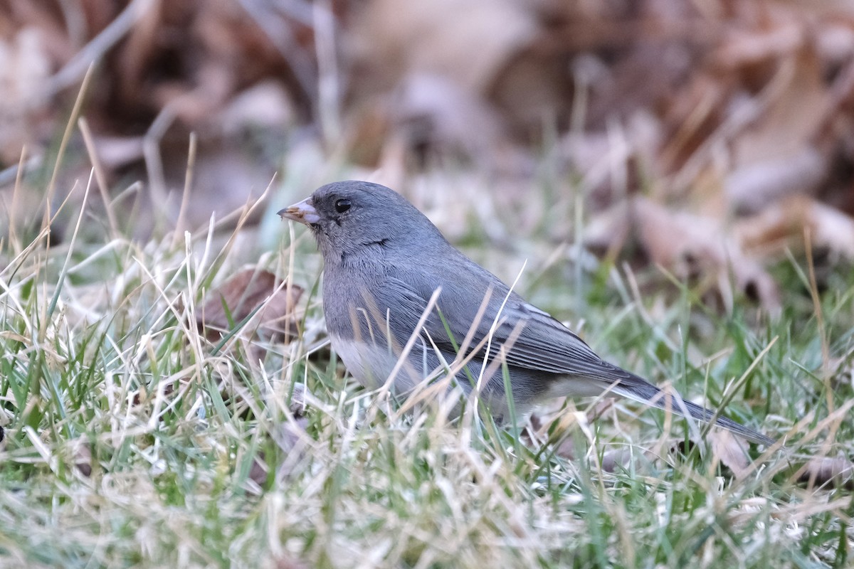 Dark-eyed Junco - ML632498938
