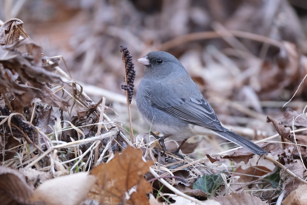 Dark-eyed Junco - ML632498939