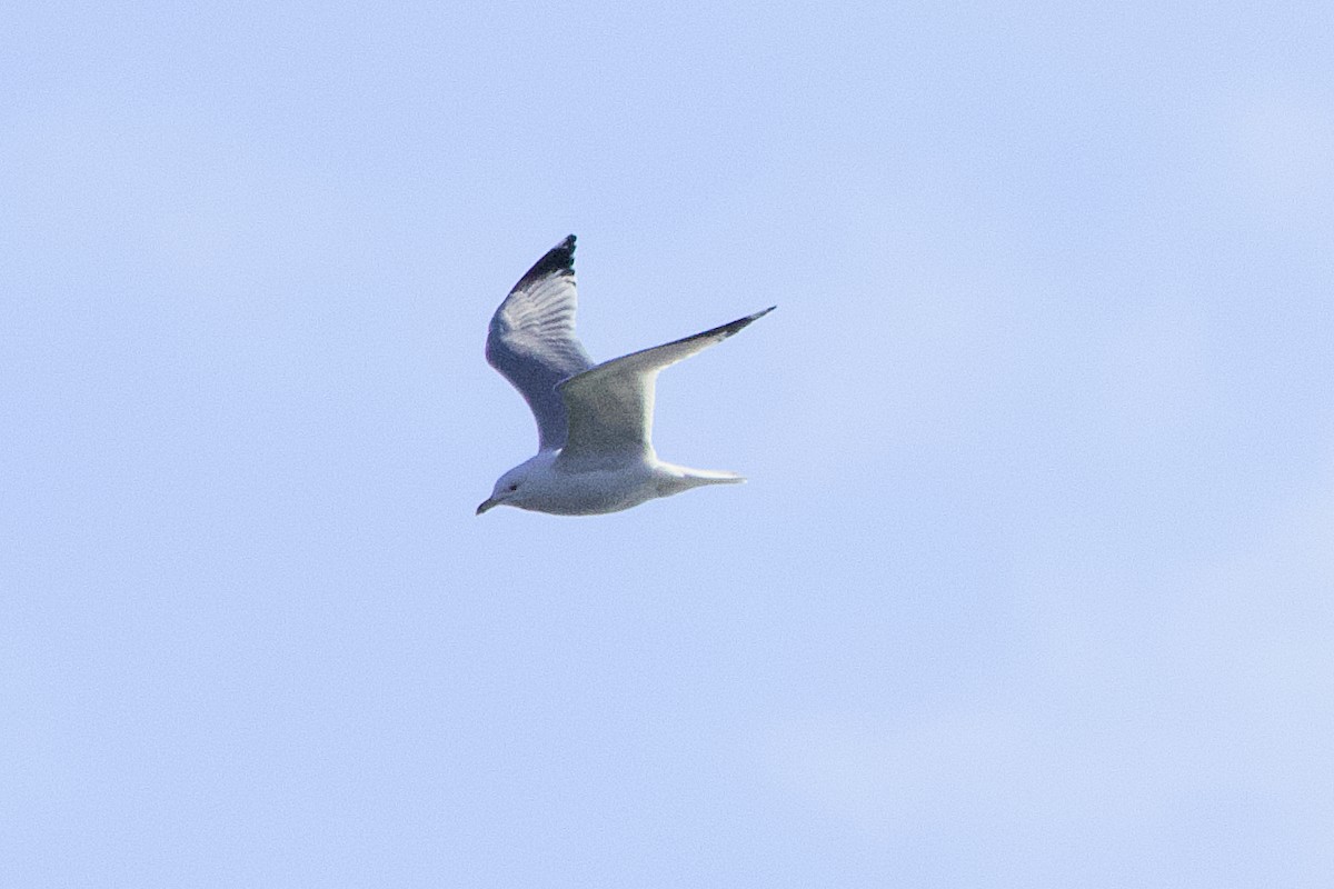 Ring-billed Gull - ML632499162