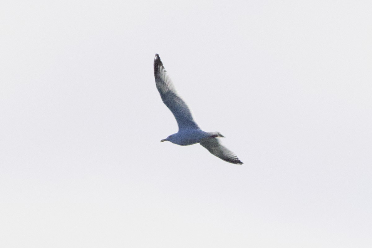 American Herring Gull - ML632499172