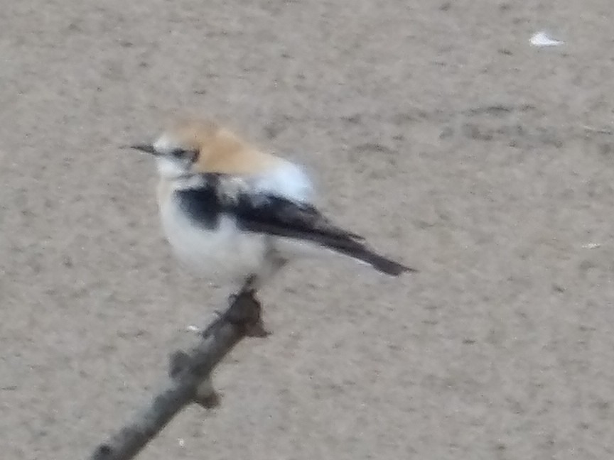 Western Black-eared Wheatear - ML632499269