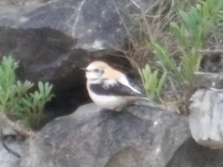 Western Black-eared Wheatear - ML632499270