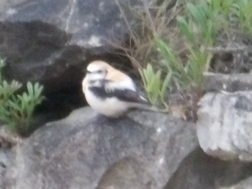Western Black-eared Wheatear - ML632499271