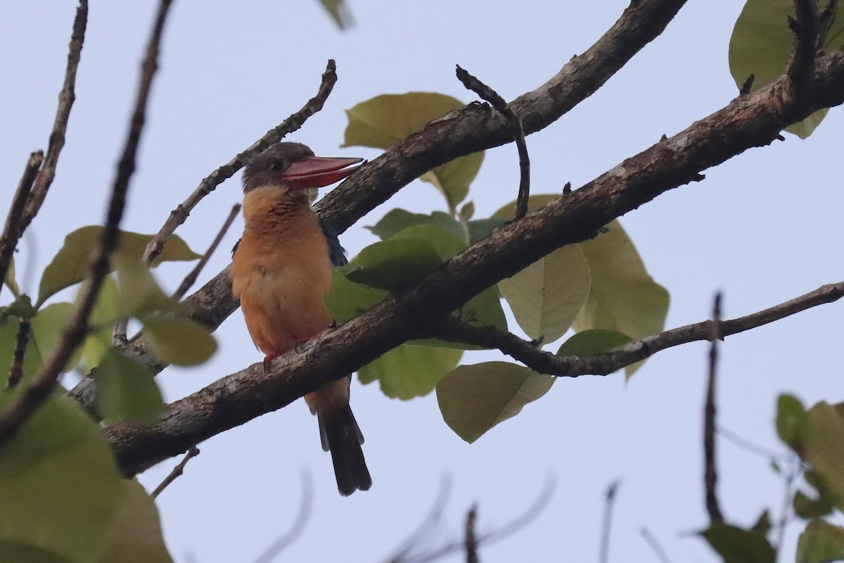 Stork-billed Kingfisher - ML632499437