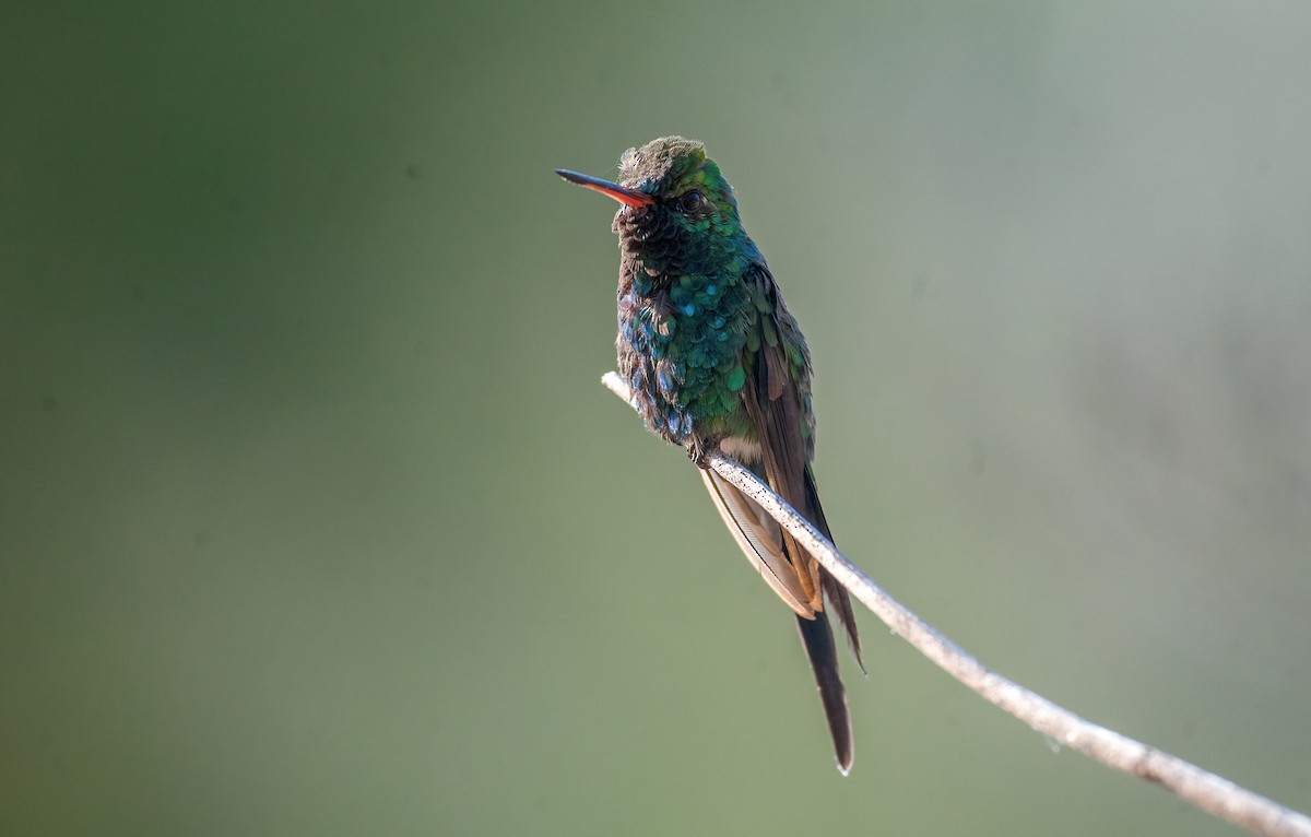 Golden-crowned Emerald - ML632499648