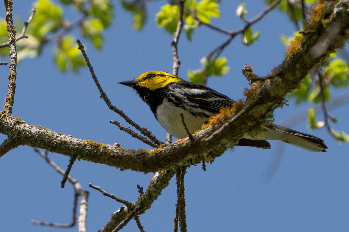 Golden-cheeked Warbler - ML632499681