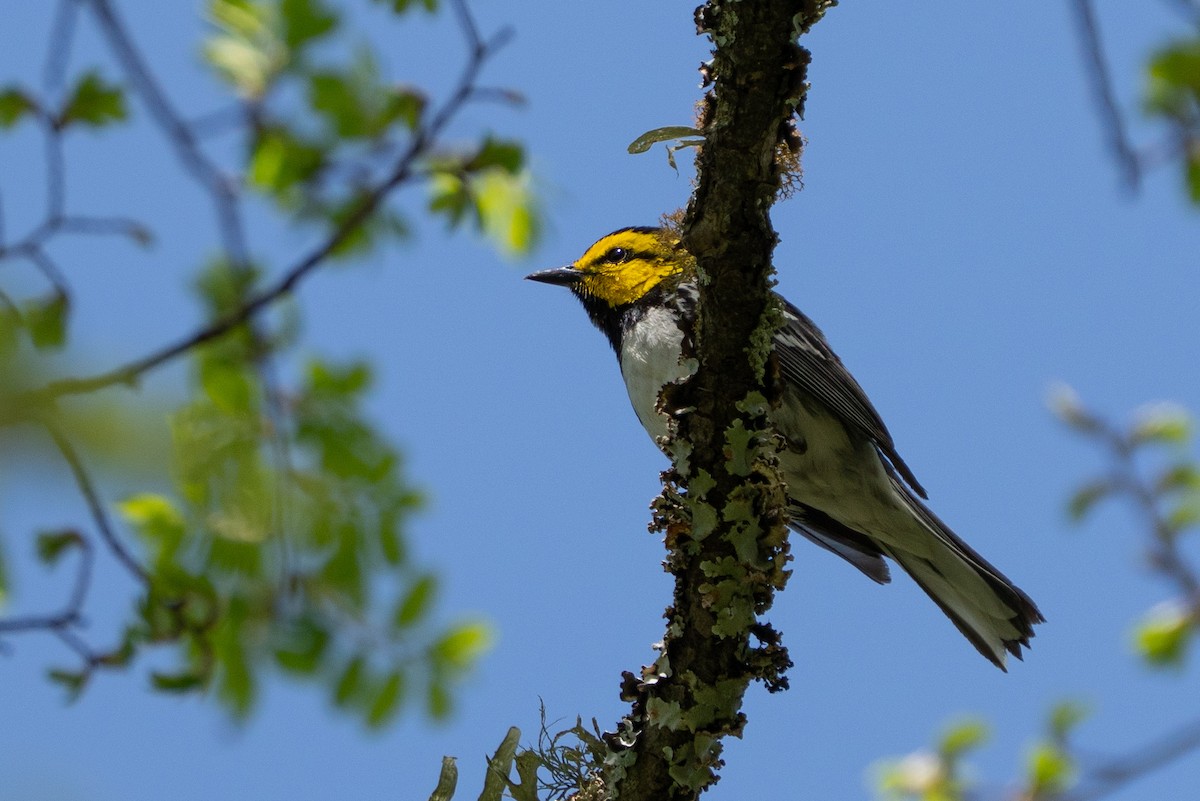 Golden-cheeked Warbler - ML632499682
