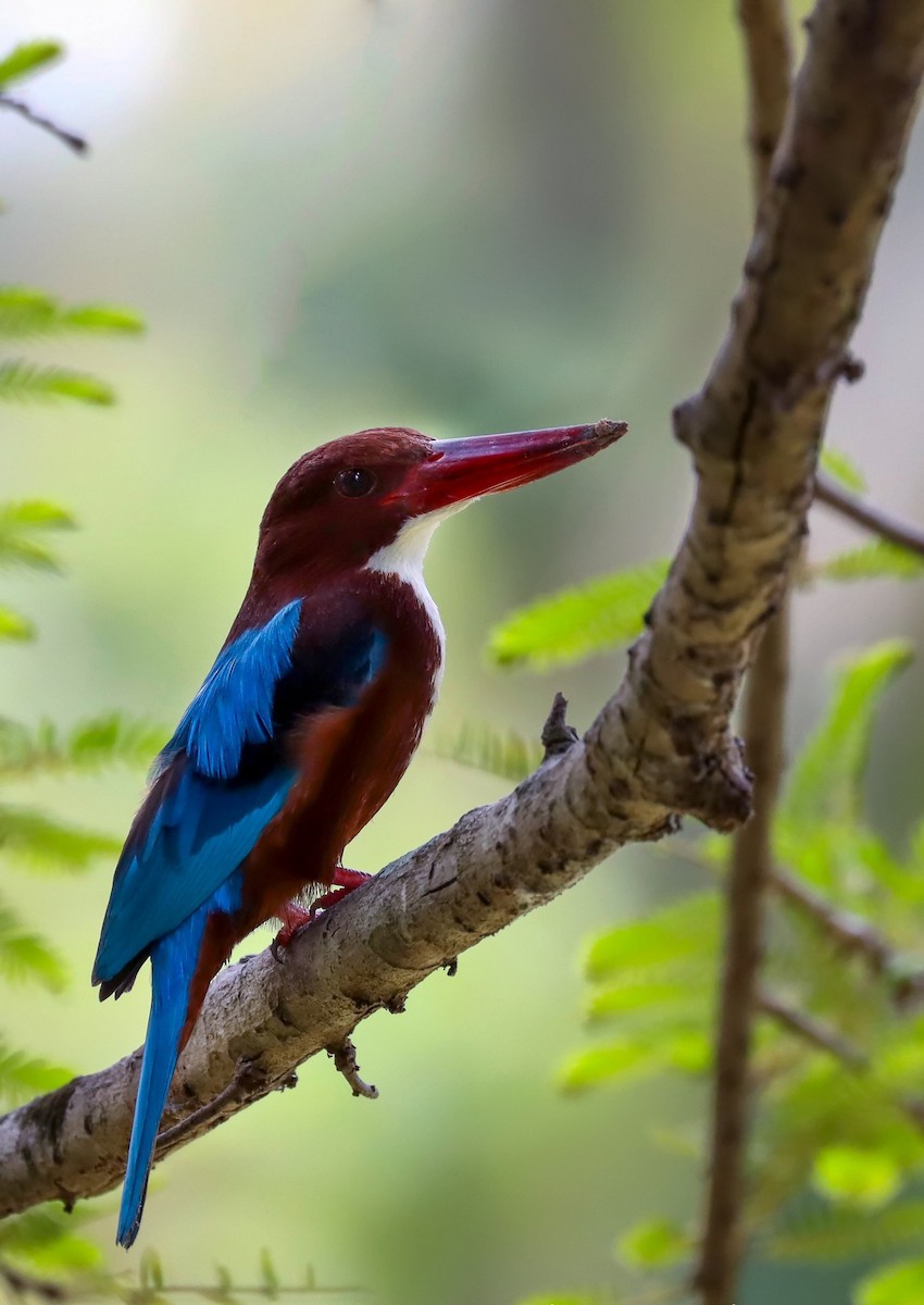 White-throated Kingfisher - ML632499772