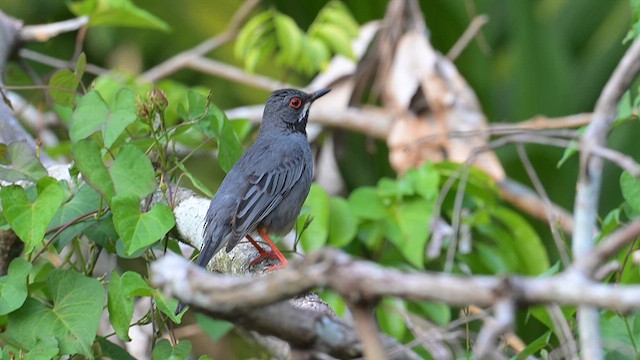 Western Red-legged Thrush (Rusty-bellied) - ML632499989
