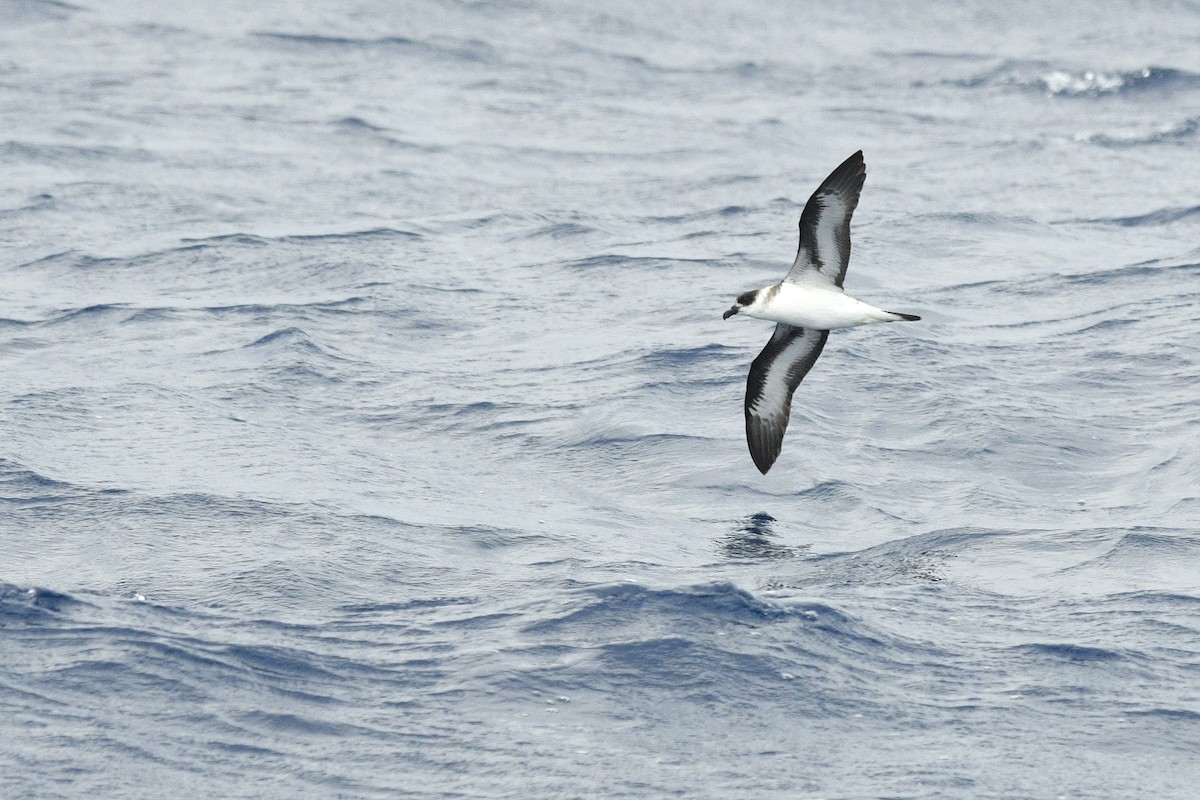 Black-capped Petrel - ML632500145