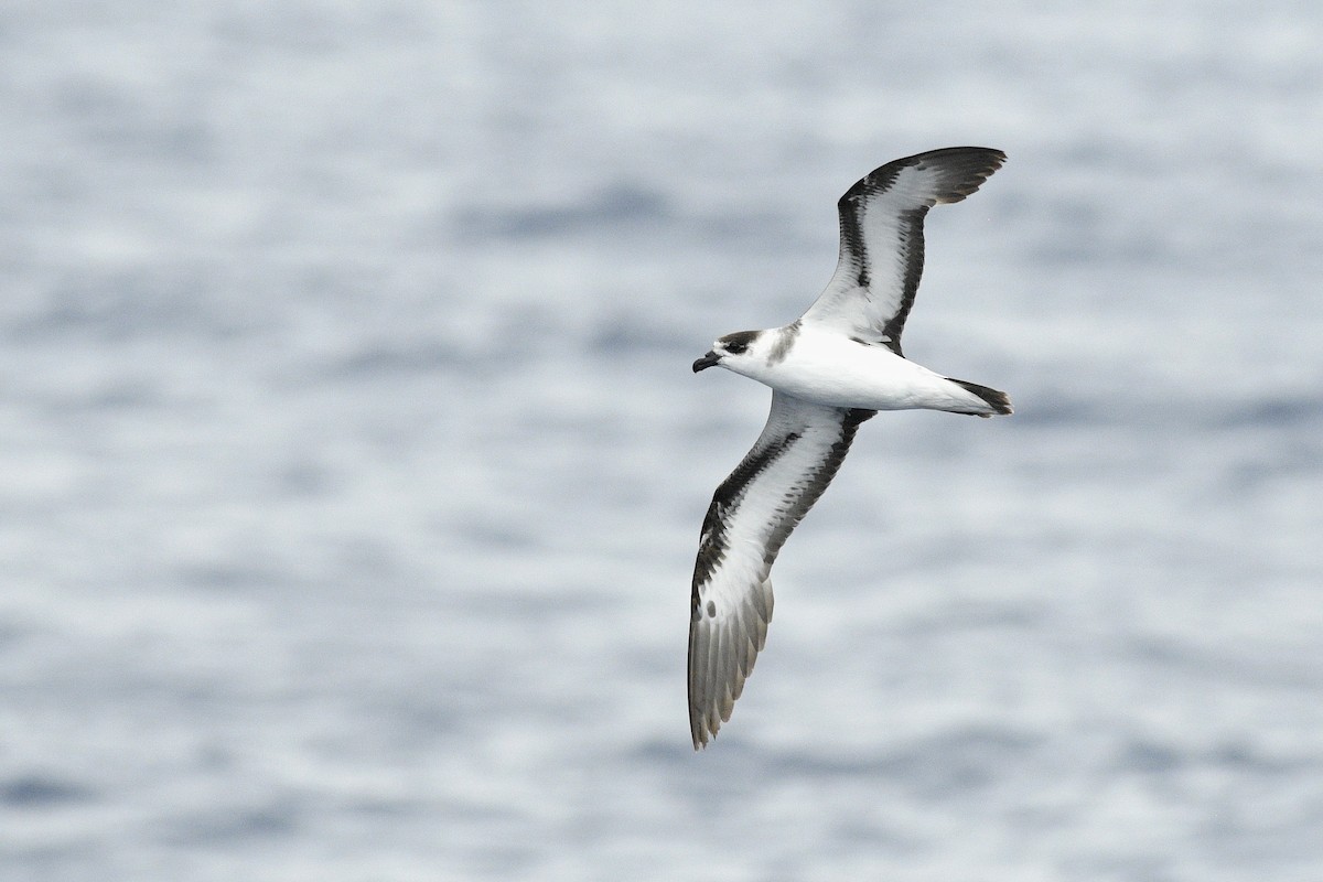 Black-capped Petrel - ML632500147
