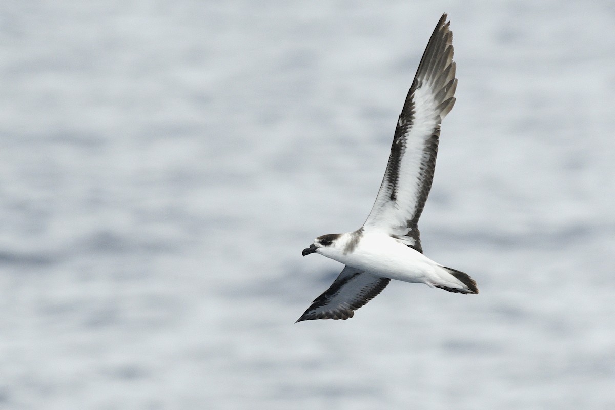 Black-capped Petrel - ML632500148