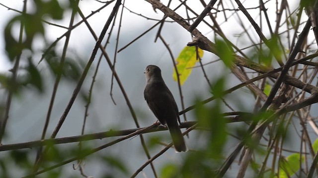 Cuban Solitaire - ML632500153