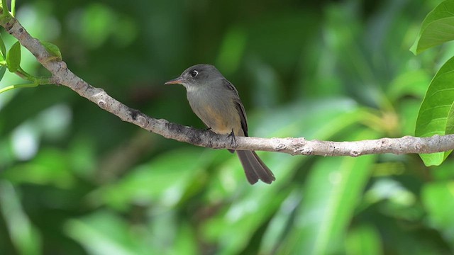 Cuban Pewee - ML632500209