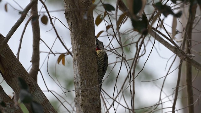 Cuban Green Woodpecker - ML632500347