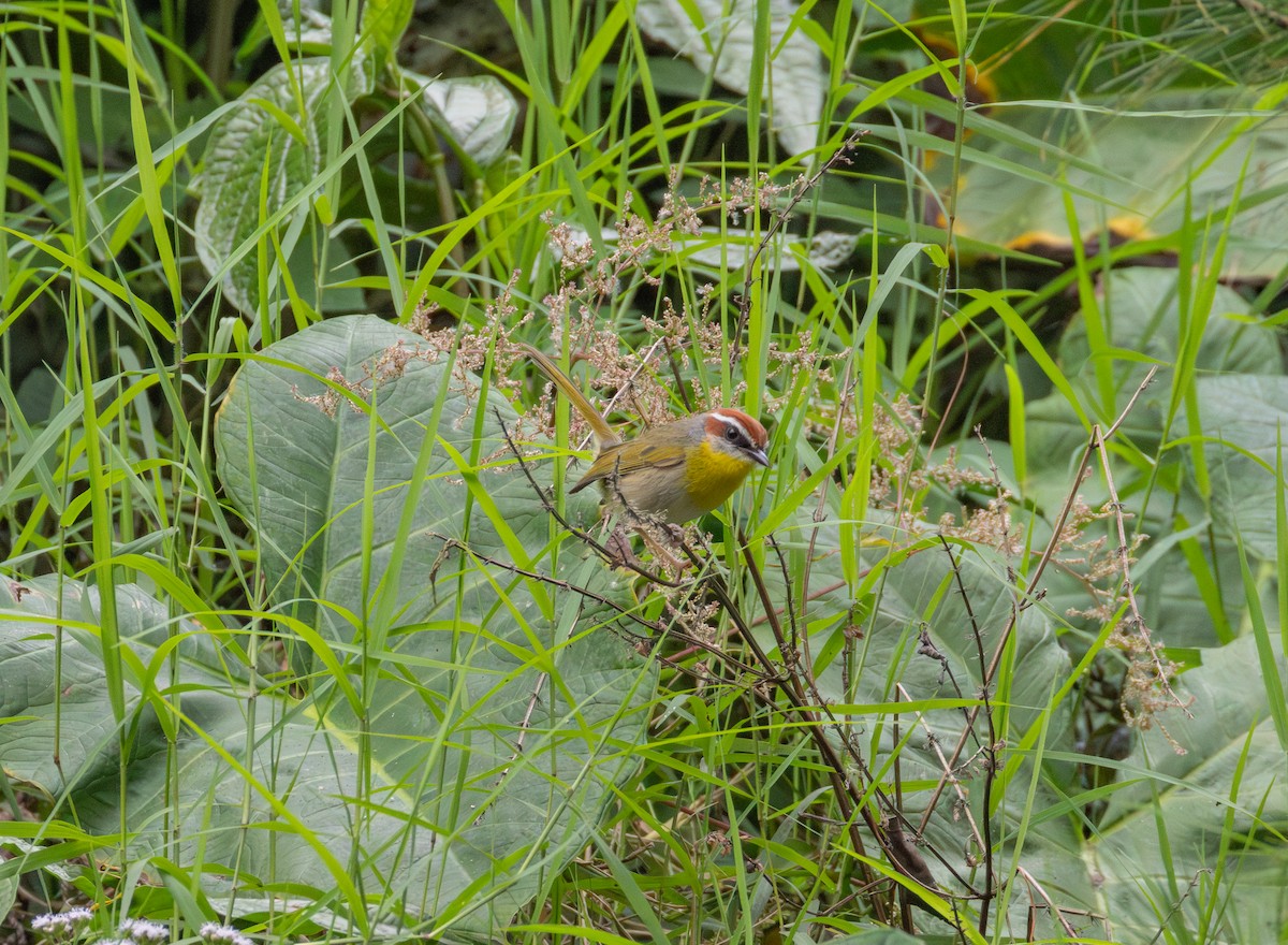 Rufous-capped Warbler (rufifrons Group) - ML632500348