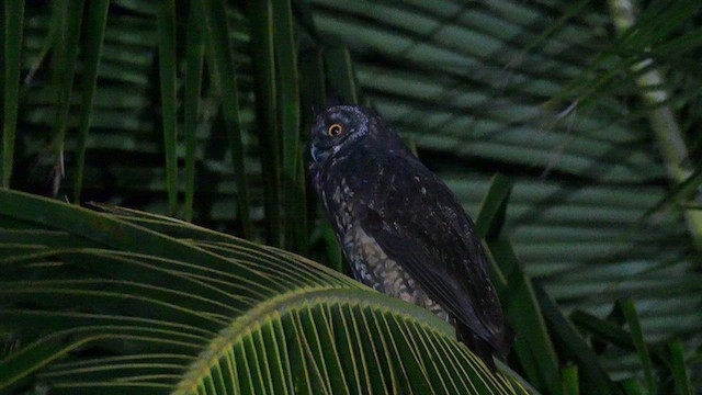Stygian Owl - ML632500409