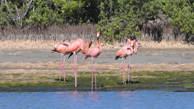 American Flamingo - ML632500467