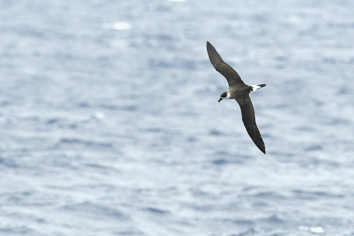 Black-capped Petrel - ML632500522