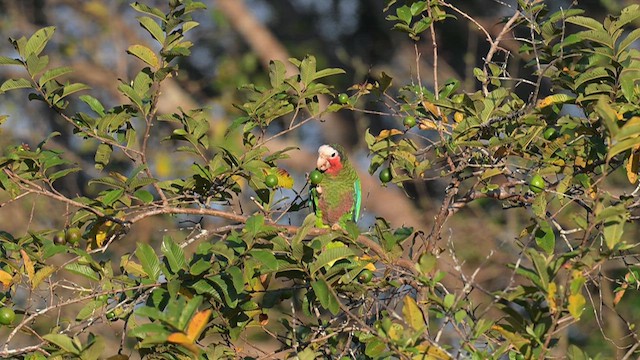Кубинский амазон (leucocephala) - ML632500611