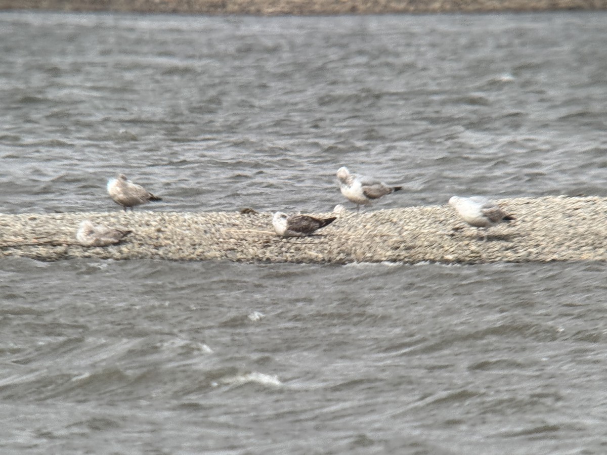 Lesser Black-backed Gull - ML632500623