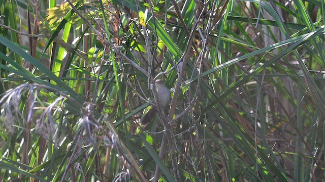 Zapata Wren - ML632500770