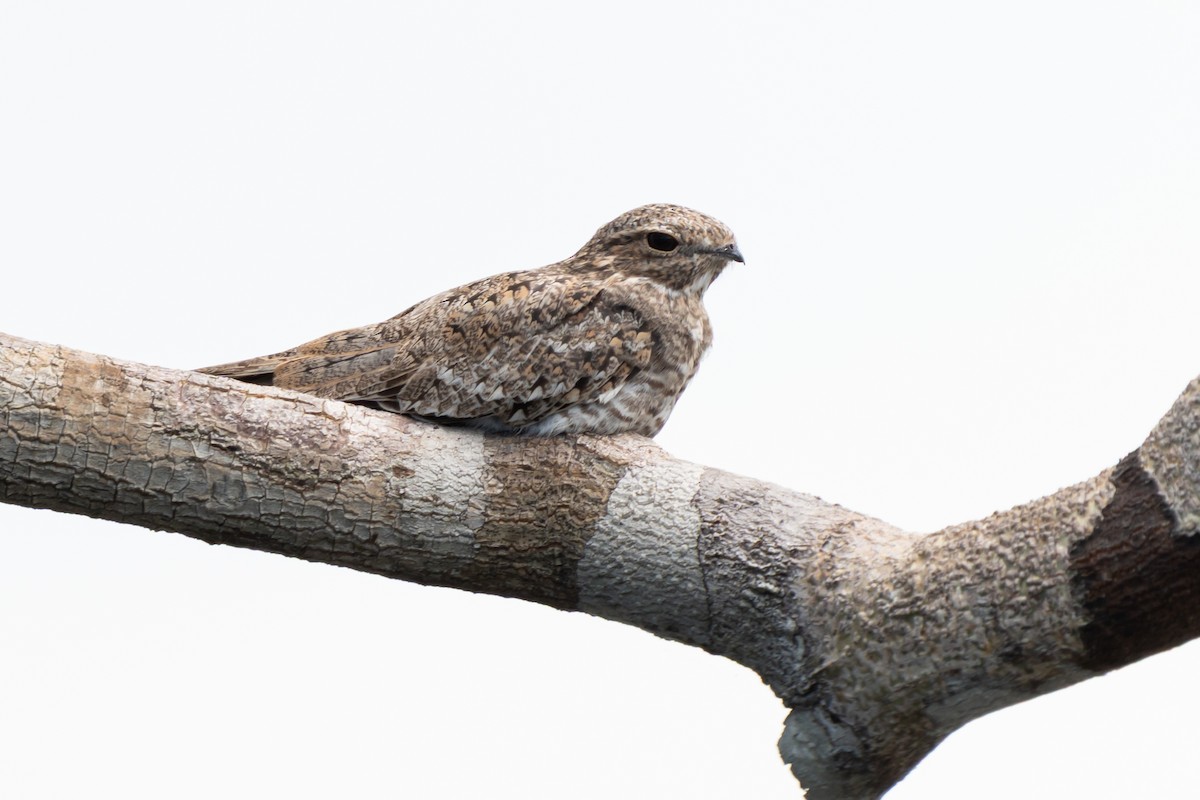 Sand-colored Nighthawk - ML632500810