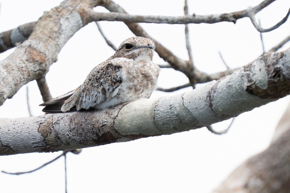 Sand-colored Nighthawk - ML632500811