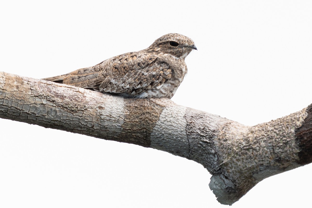 Sand-colored Nighthawk - ML632500812