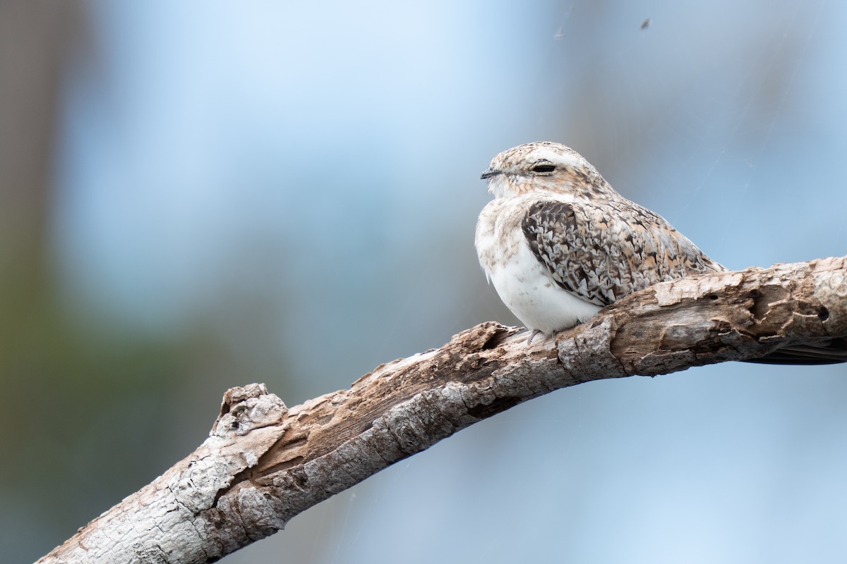 Sand-colored Nighthawk - ML632500814