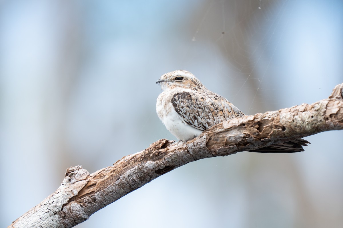 Sand-colored Nighthawk - ML632500815
