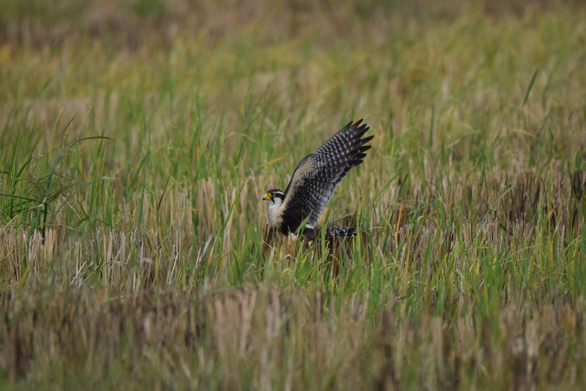 Aplomado Falcon - ML632500818