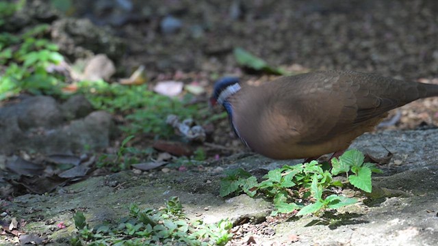 Blue-headed Quail-Dove - ML632500865