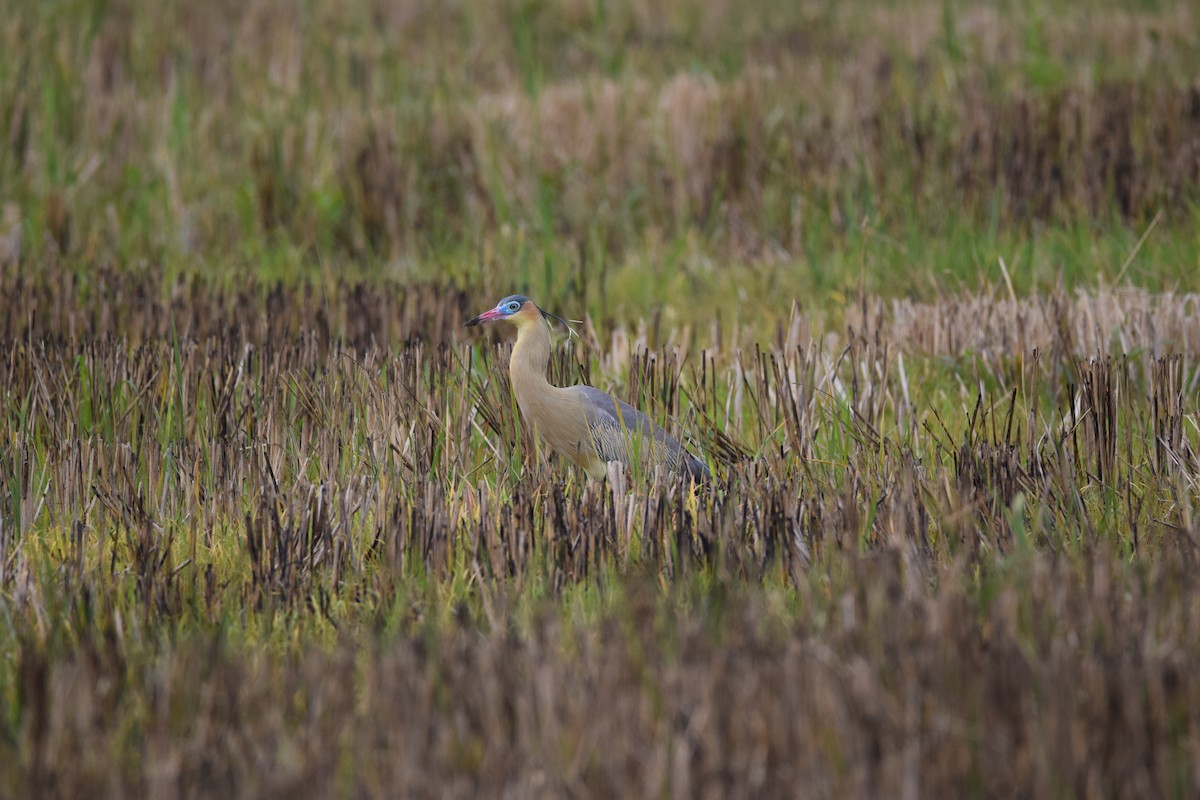 Whistling Heron - ML632500892