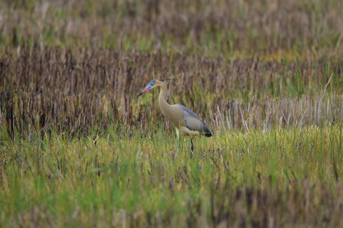 Whistling Heron - ML632500902